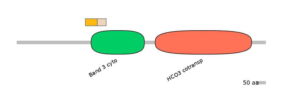 HsaINT0153414-EXC