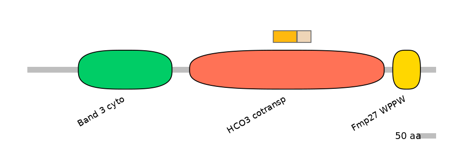 HsaINT0153424-EXC