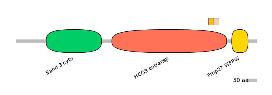 HsaINT0153429-EXC