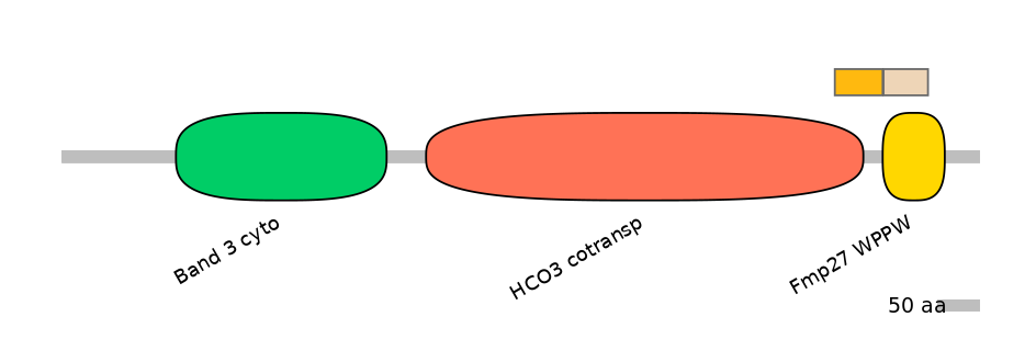 HsaINT0153431-EXC