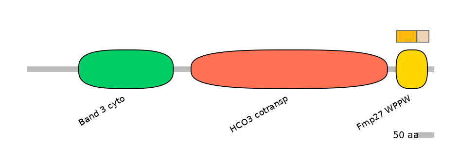 HsaINT0153432-EXC