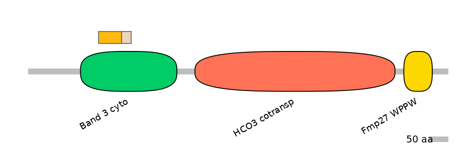 HsaINT0153437-EXC