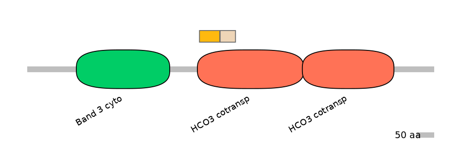 HsaINT0153445-EXC