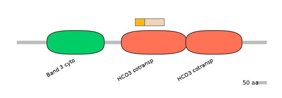HsaINT0153446-EXC