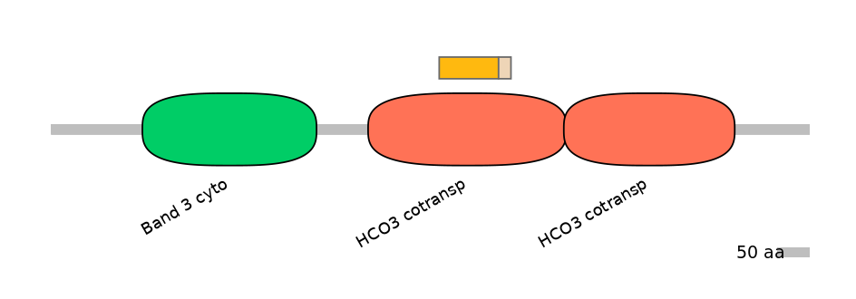 HsaINT0153447-EXC
