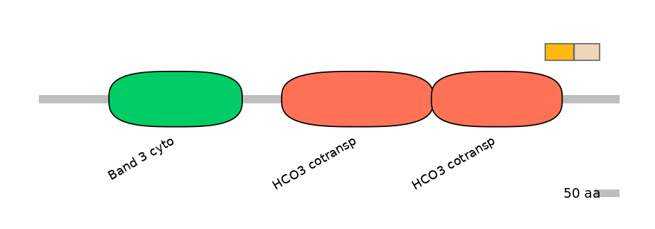 HsaINT0153457-EXC