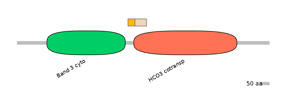 HsaINT0153477-EXC