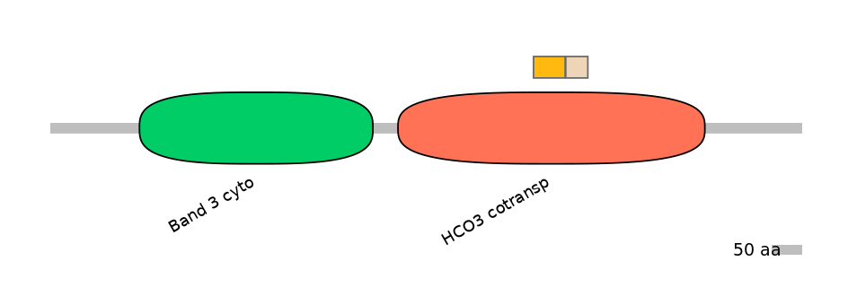 HsaINT0153482-EXC