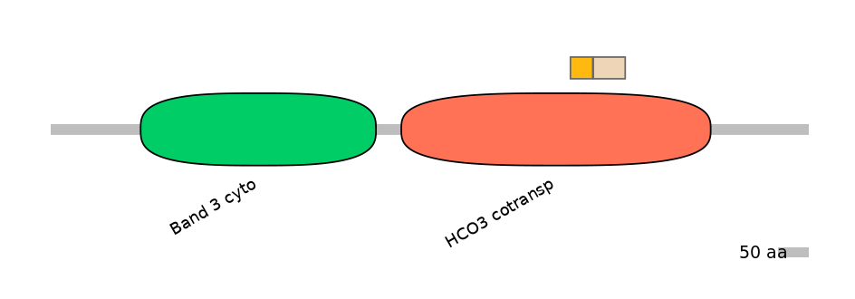 HsaINT0153483-EXC