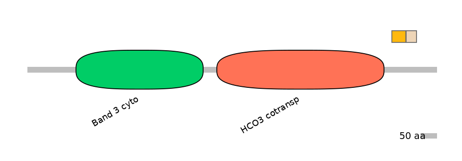 HsaINT0153489-EXC