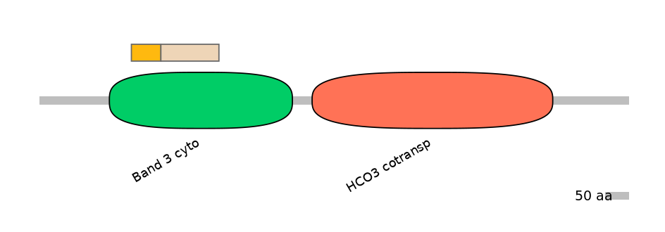 HsaINT0153494-EXC