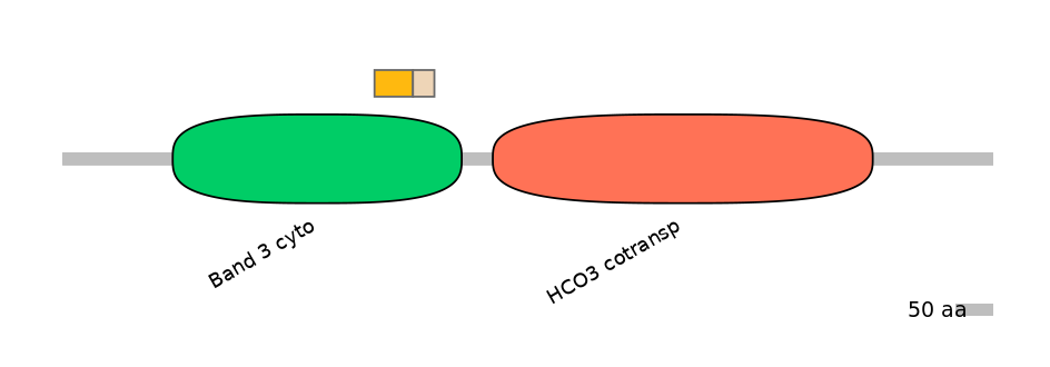 HsaINT0153497-EXC