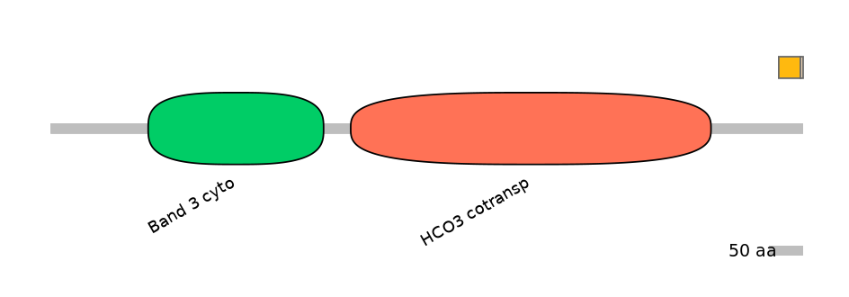 HsaINT0153499-EXC