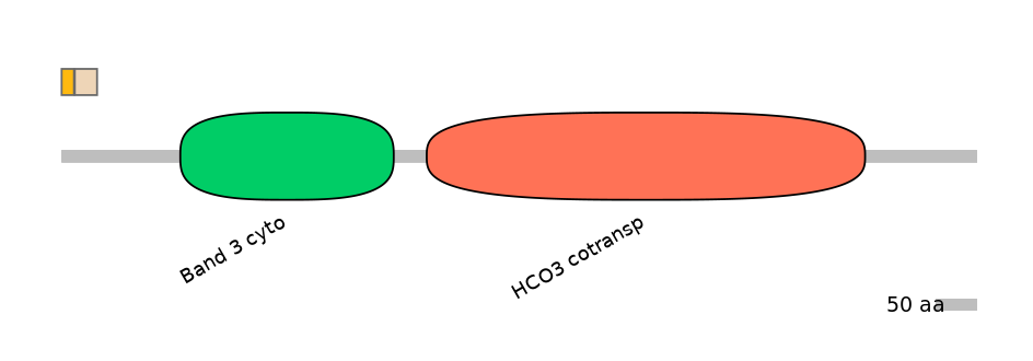 HsaINT0153500-EXC