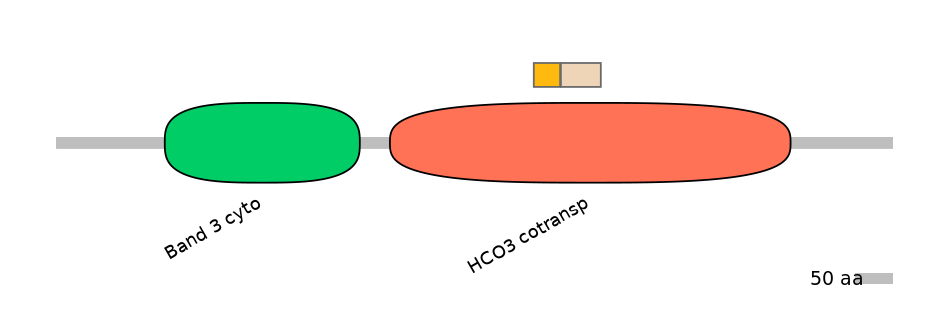 HsaINT0153506-EXC