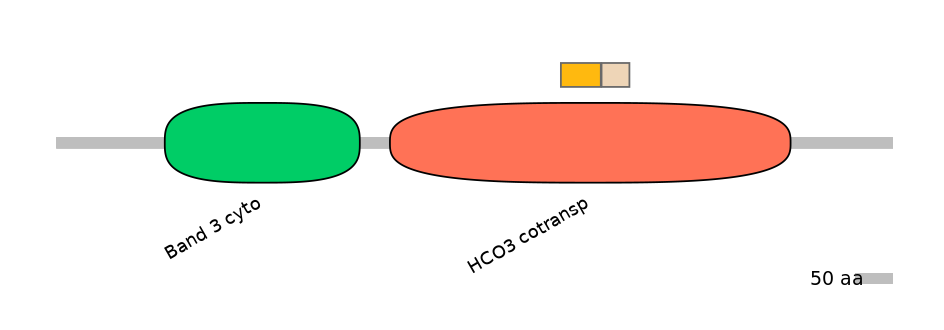 HsaINT0153507-EXC