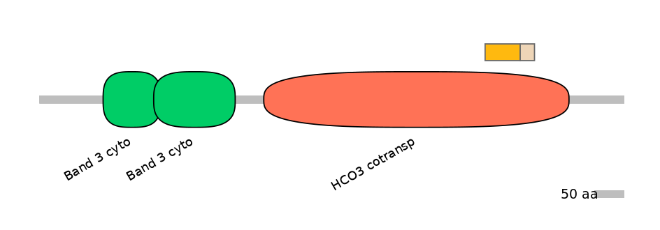 HsaINT0153527-EXC