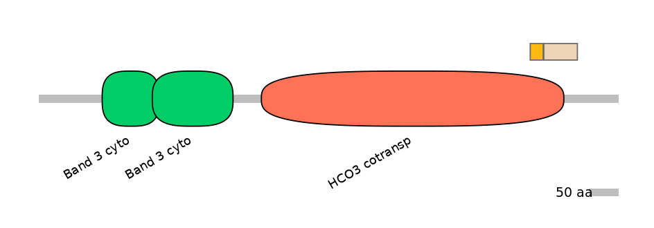 HsaINT0153529-EXC