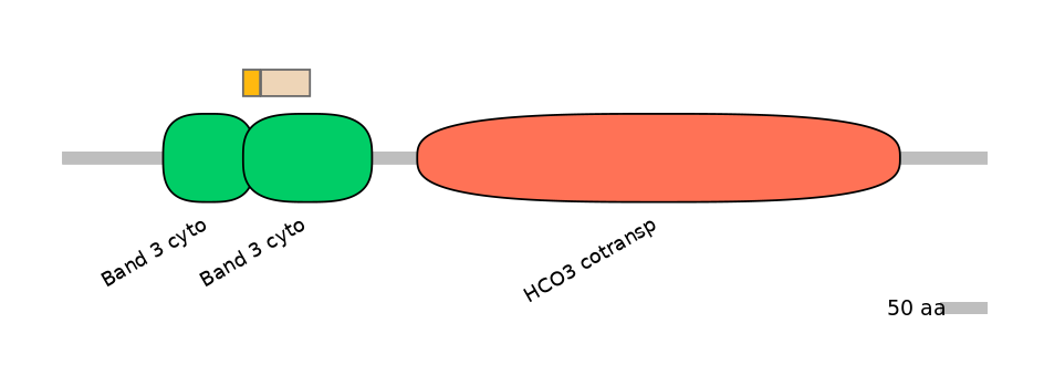 HsaINT0153535-EXC