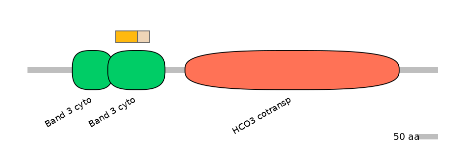 HsaINT0153536-EXC