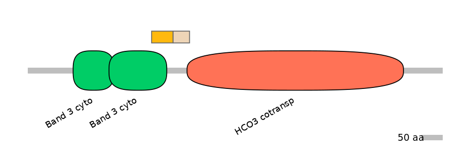 HsaINT0153538-EXC