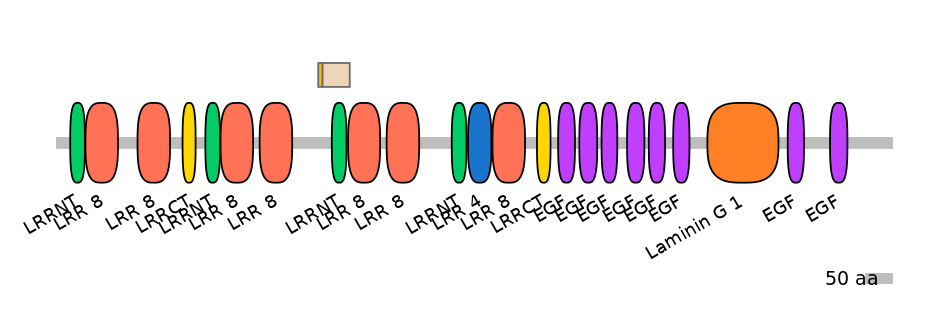 HsaINT0154507-EXC