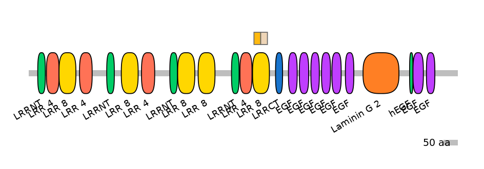 HsaINT0154552-EXC