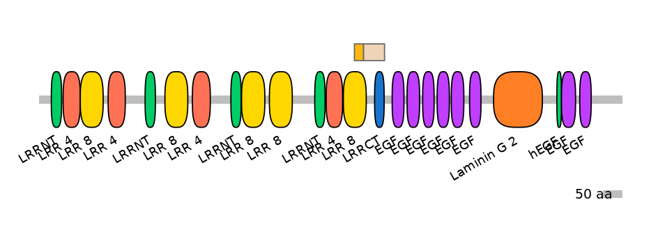 HsaINT0154553-EXC