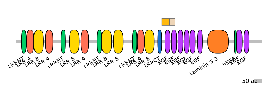 HsaINT0154555-EXC