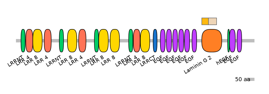 HsaINT0154562-EXC