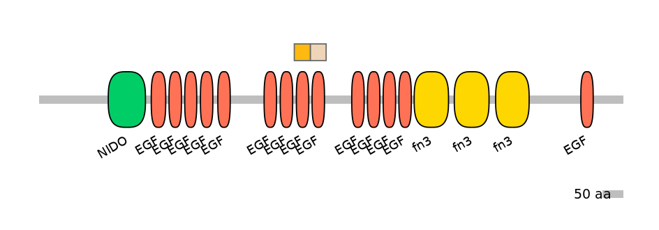 HsaINT0155888-EXC