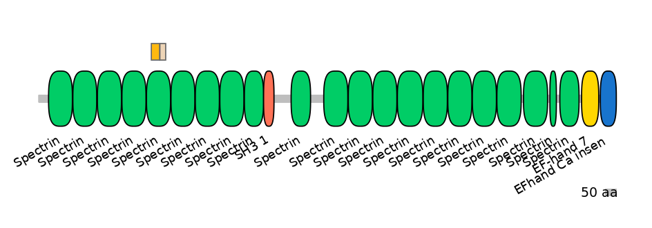 HsaINT0158362-EXC