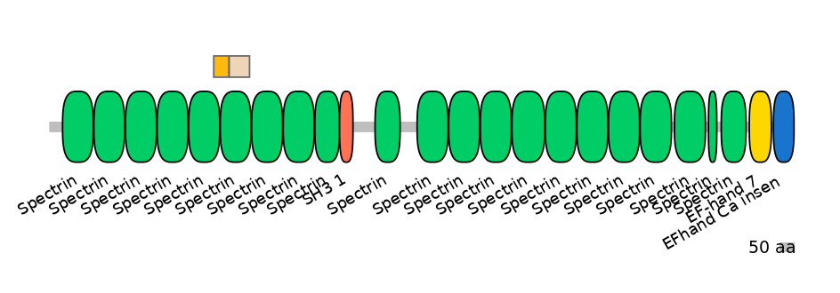 HsaINT0158364-EXC