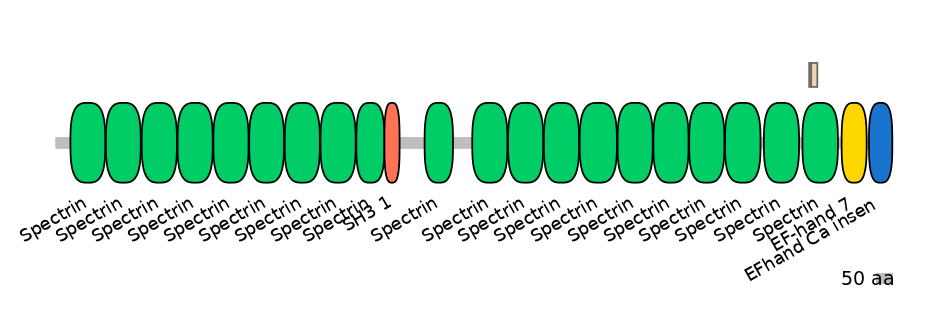 HsaINT0158405-EXC