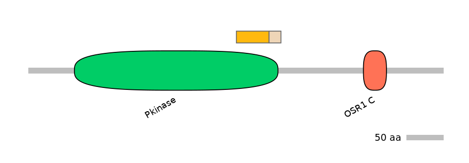 HsaINT0160946-EXC