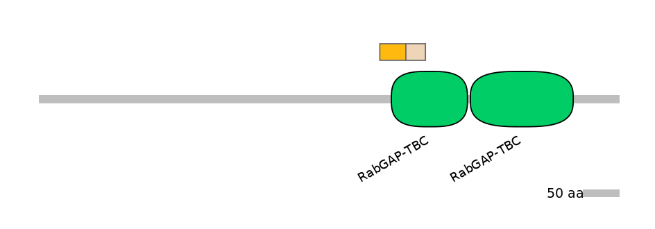 HsaINT0163982-EXC