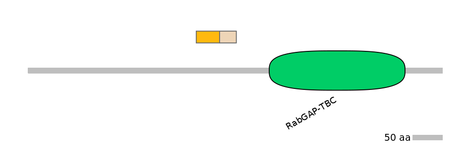 HsaINT0164006-EXC