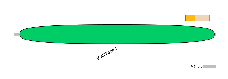 HsaINT0165062-EXC