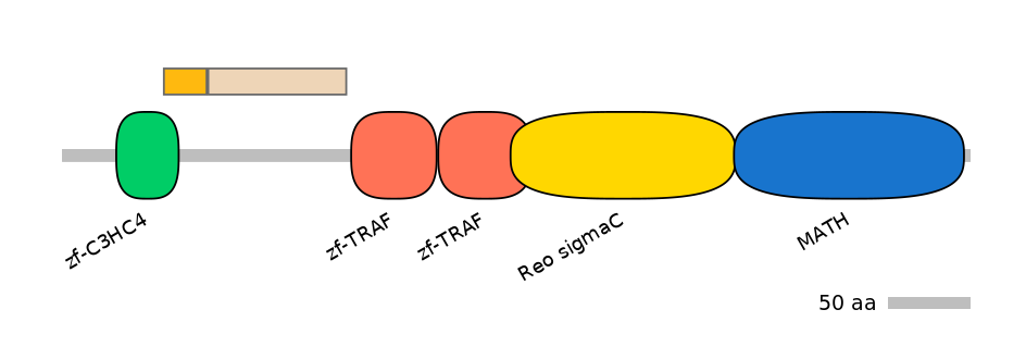 HsaINT0171680-EXC