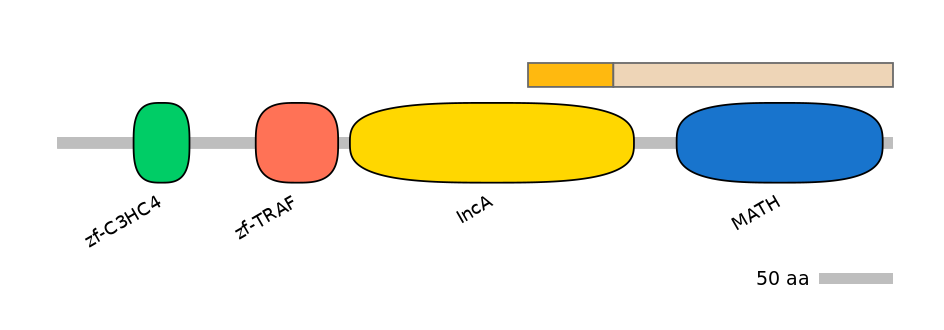 HsaINT0171690-EXC