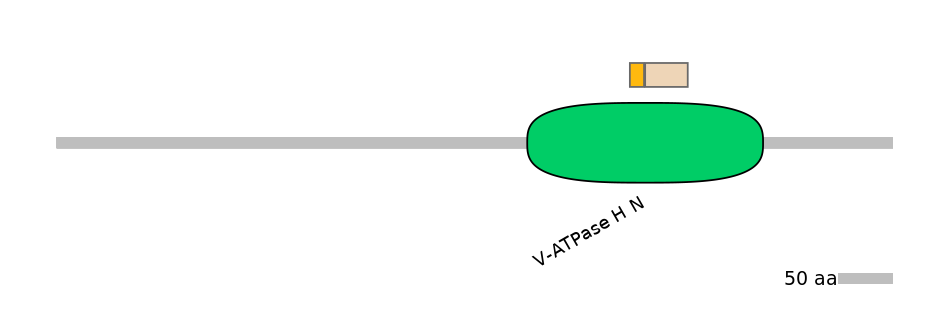 HsaINT0185336-EXC