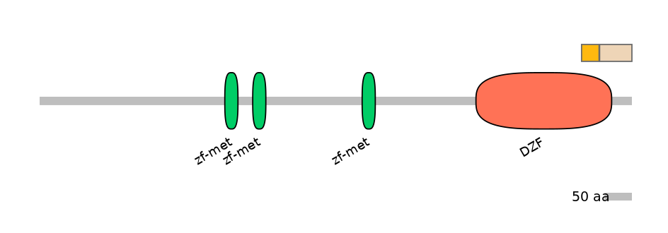 HsaINT0185599-EXC