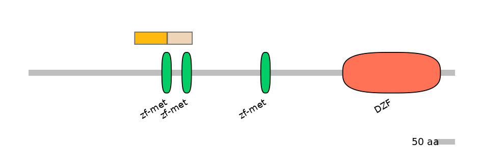 HsaINT0185604-EXC