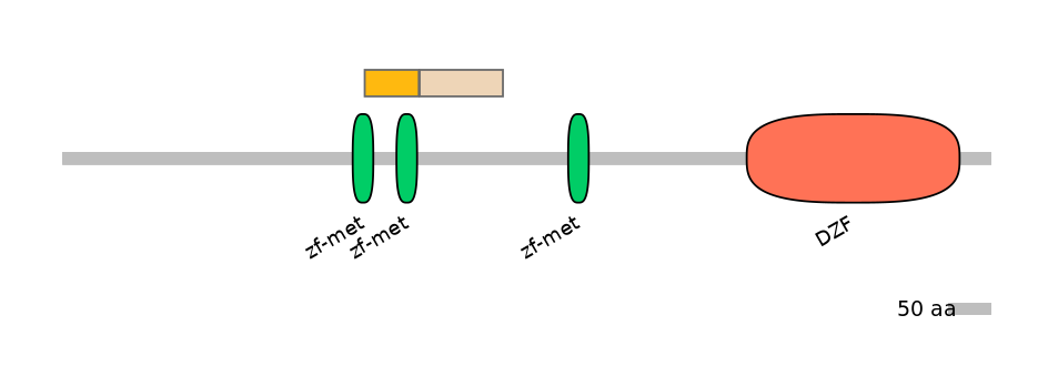 HsaINT0185605-EXC