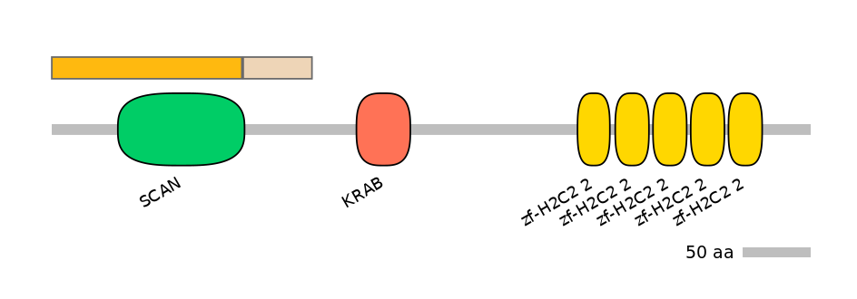 HsaINT0185856-EXC