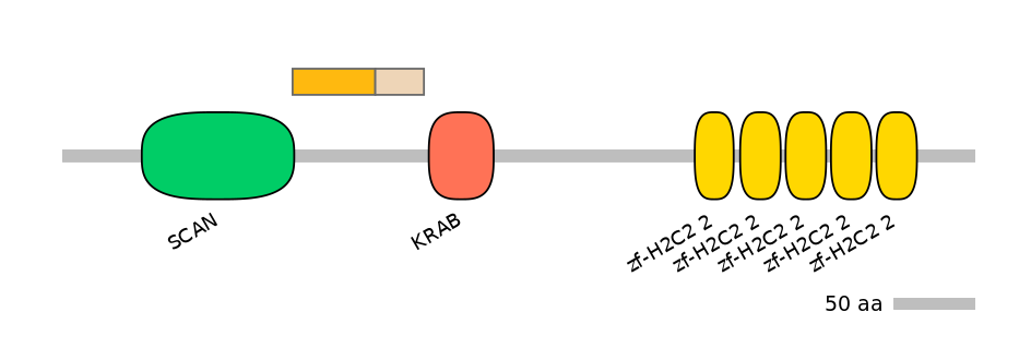 HsaINT0185857-EXC
