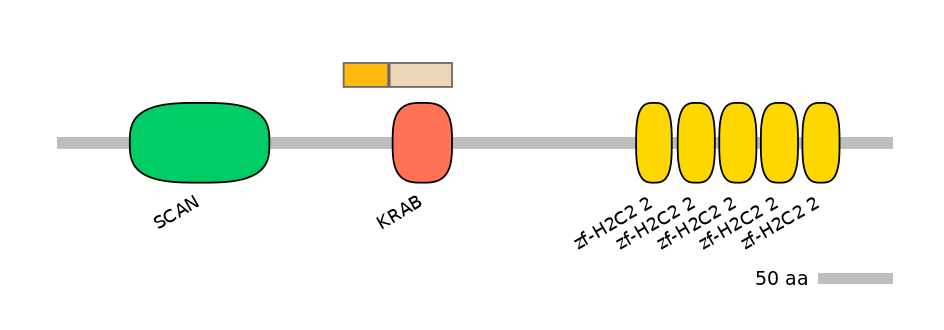 HsaINT0185858-EXC