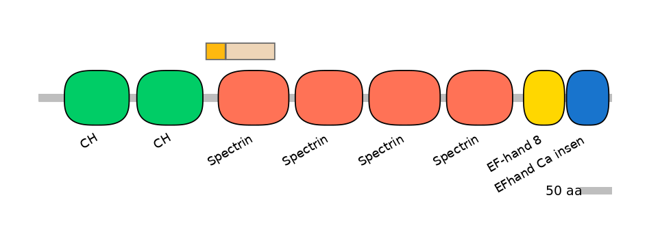 HsaINT0003195-EXC