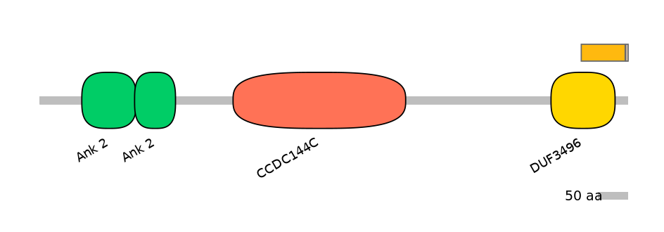 HsaINT0008517-EXC