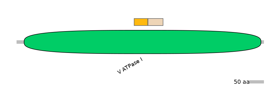 HsaINT0015057-EXC